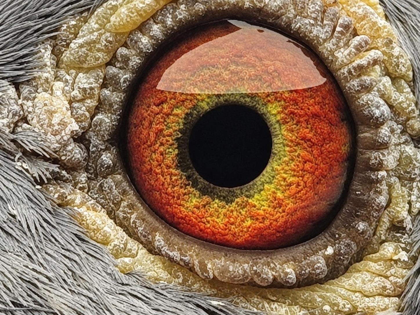 Pigeon eye